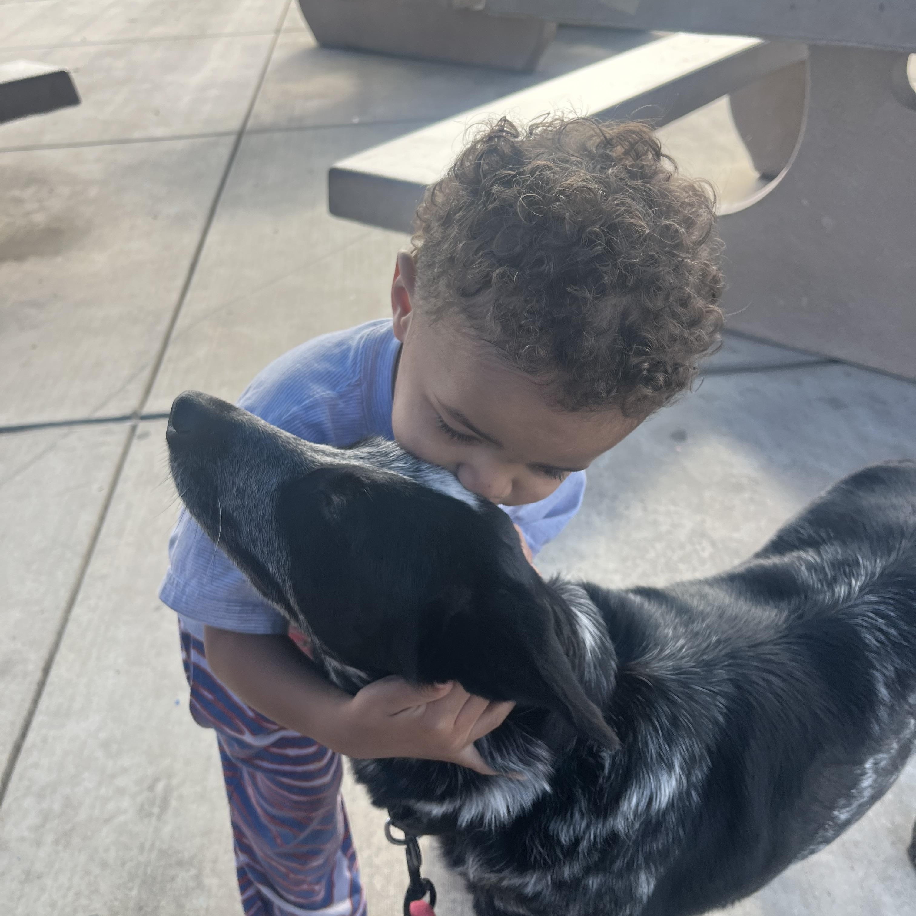 Enlarge Salome, a Adoptable Australian Cattle Dog / Blue Heeler in Rough And Ready, CA image 4/5