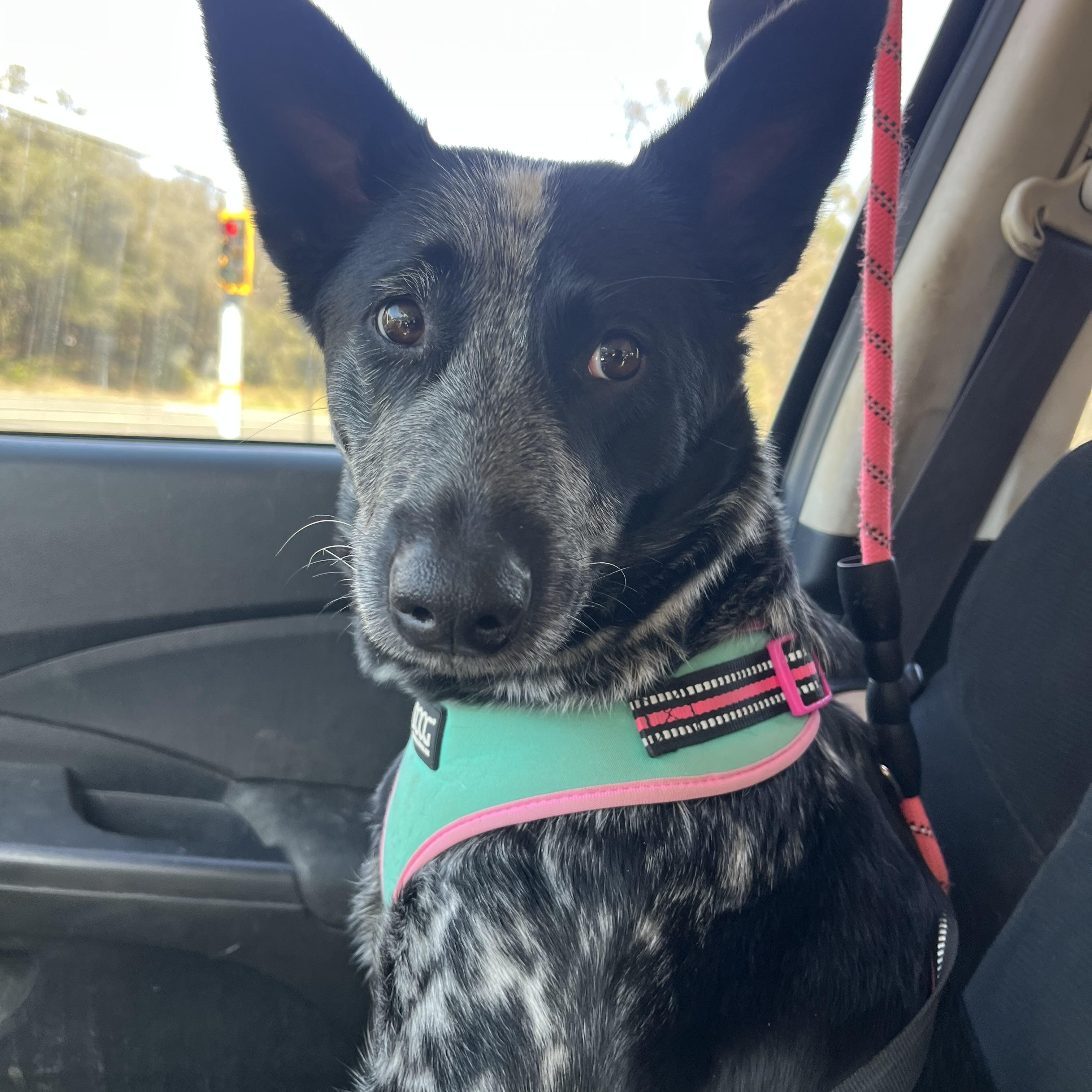 Enlarge Salome, a Adoptable Australian Cattle Dog / Blue Heeler in Rough And Ready, CA image 5/5
