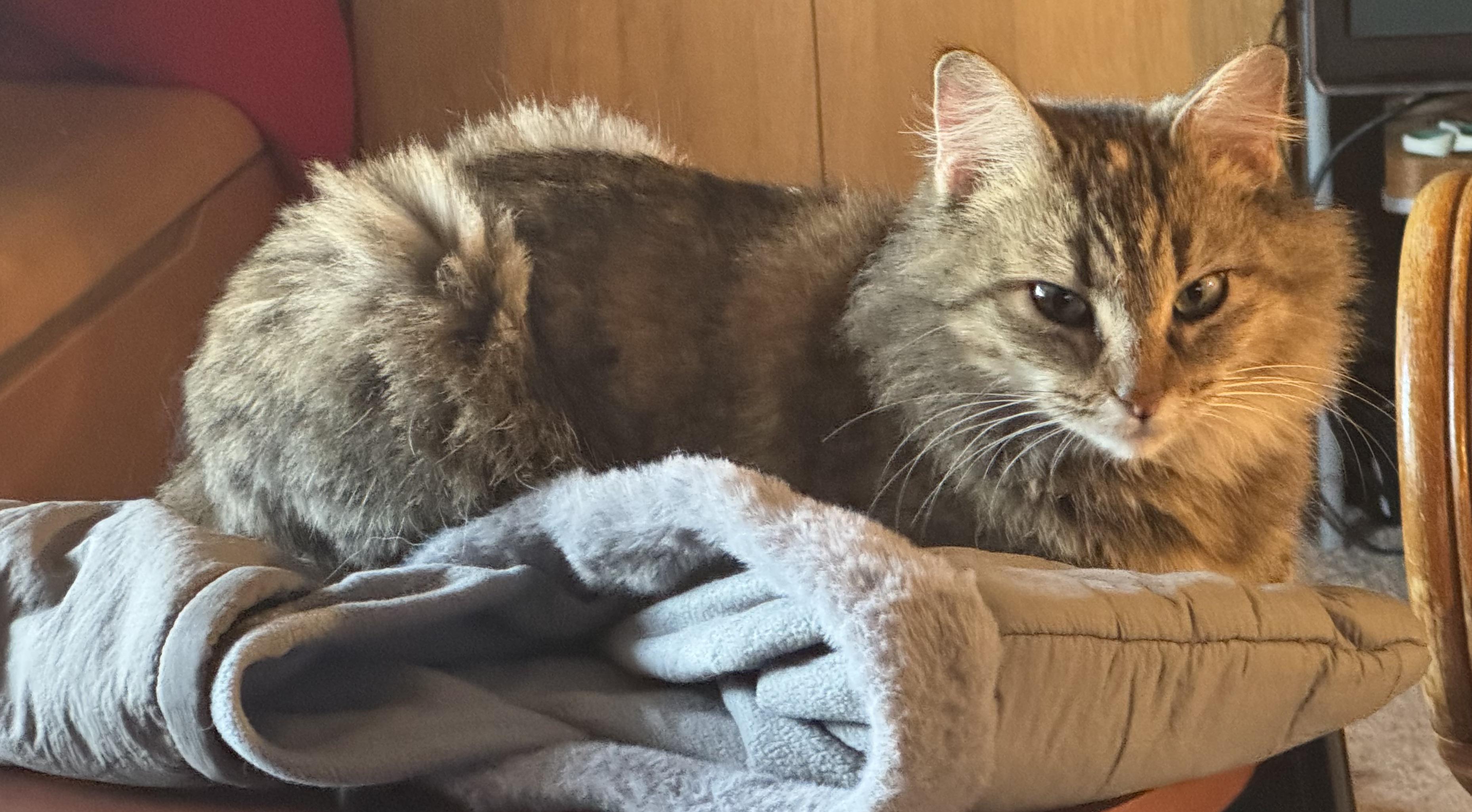 Sparky, an adopted Tabby in San Francisco, CA image 6/6