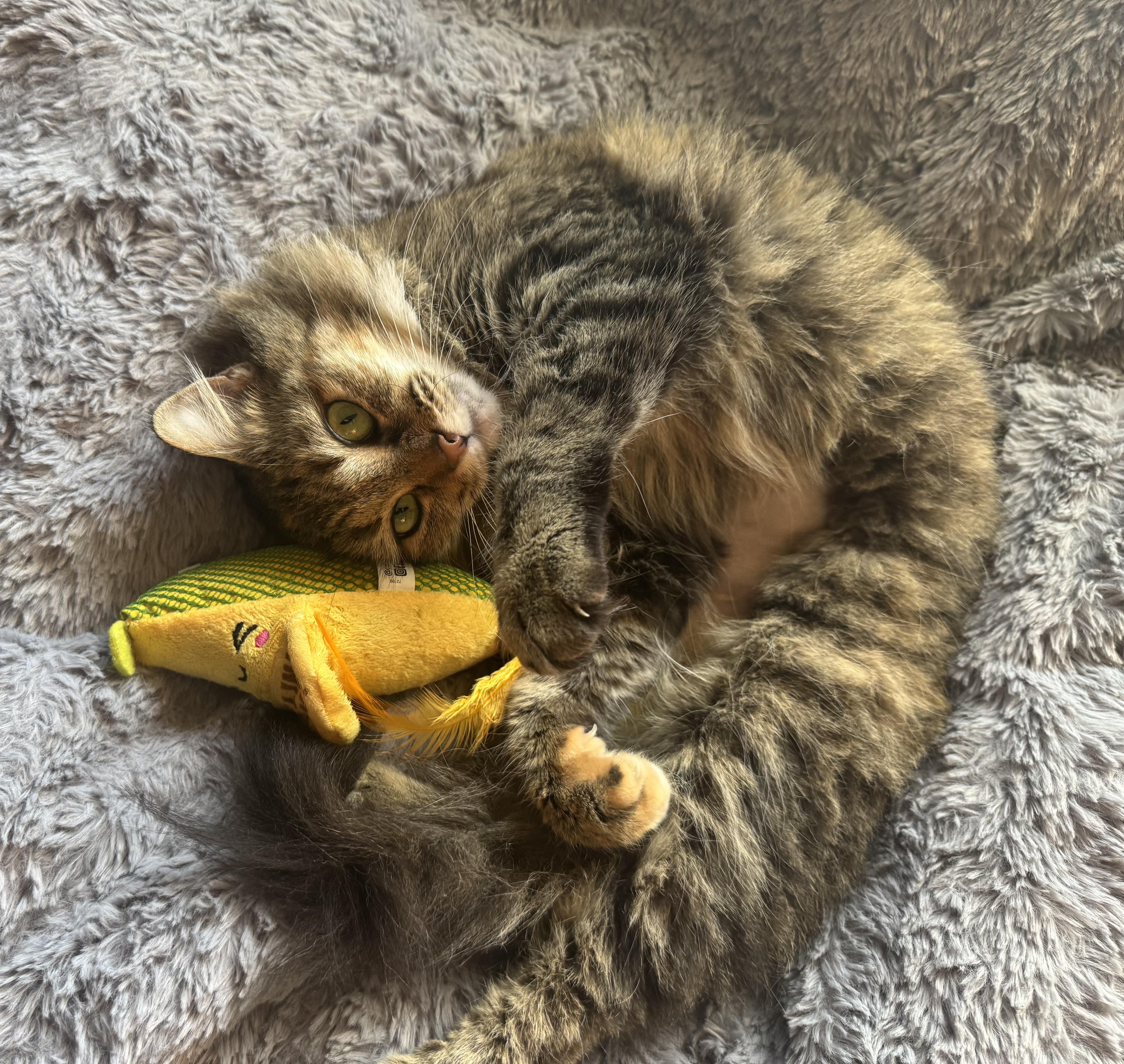 Sparky, an adopted Tabby in San Francisco, CA image 5/6