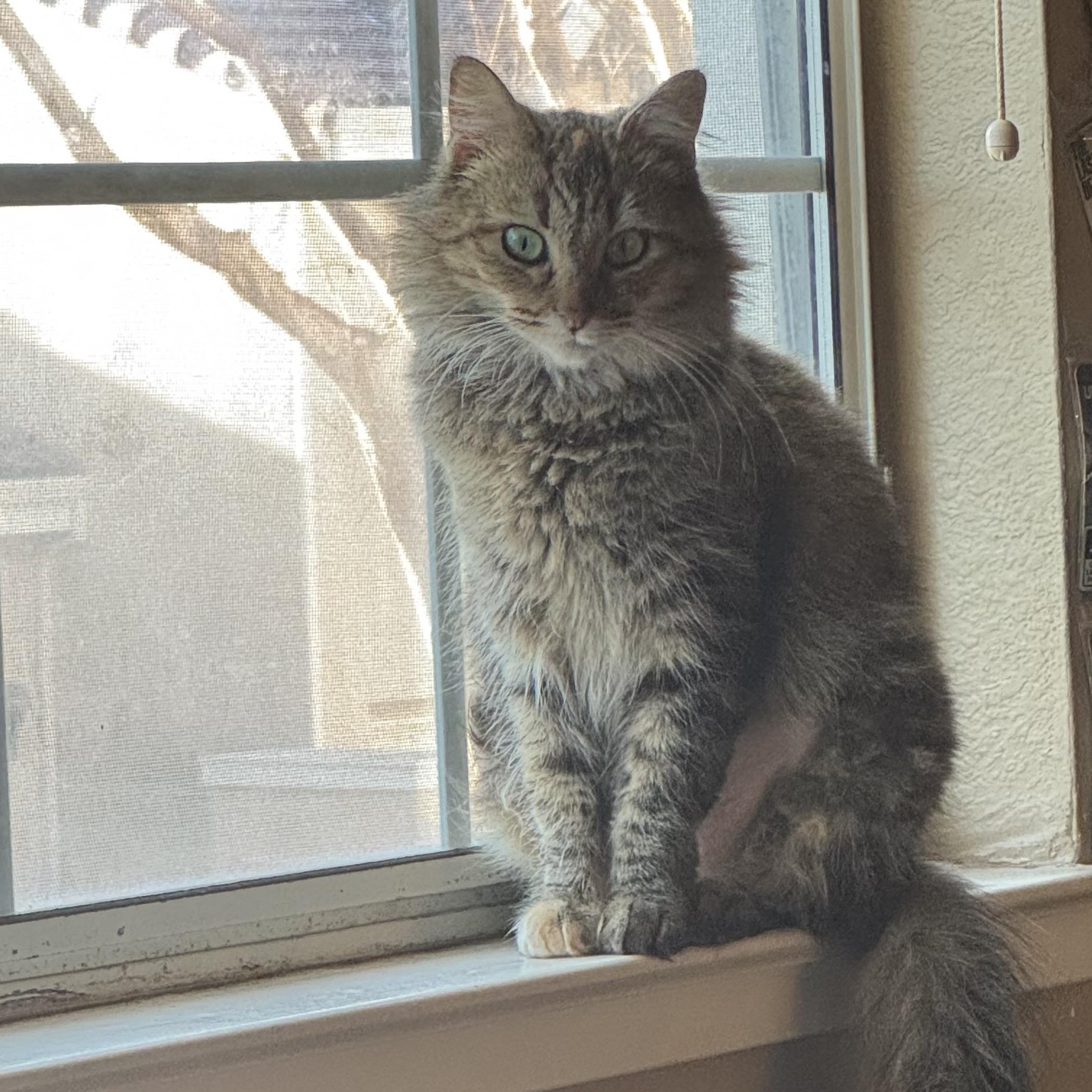 Sparky, ADOPTABLE, Adult Female Tabby.