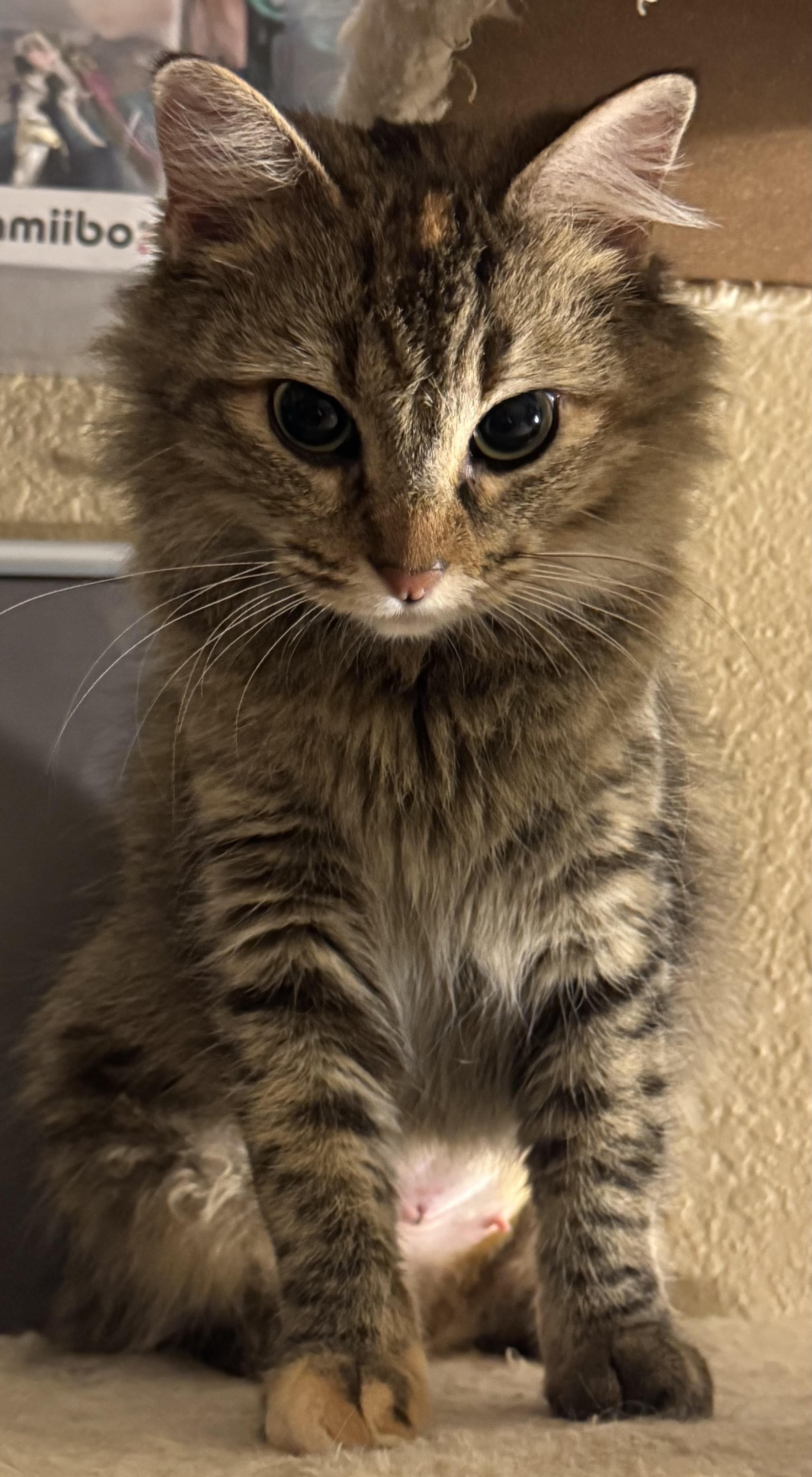 Sparky, an adopted Tabby in San Francisco, CA image 2/6