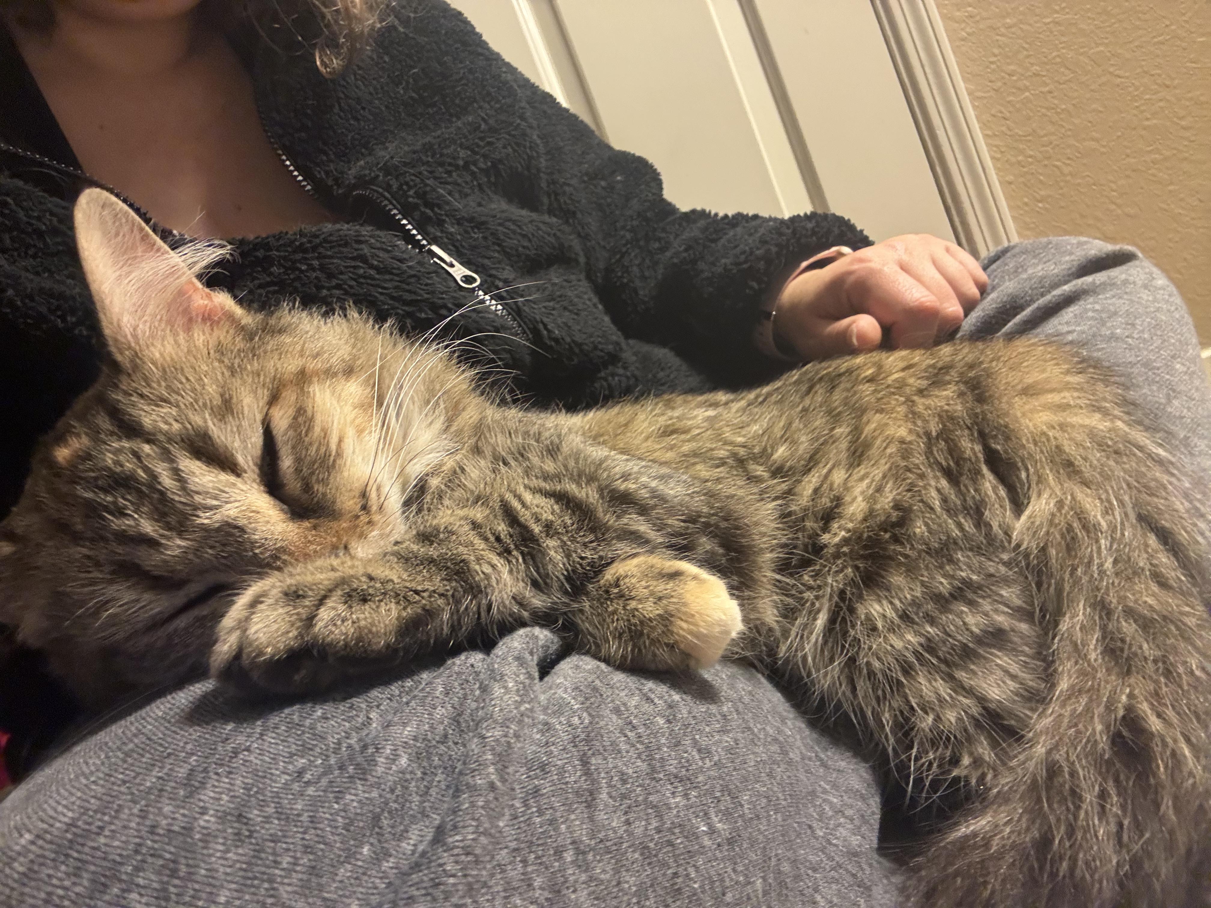 Sparky, an adopted Tabby in San Francisco, CA image 4/6