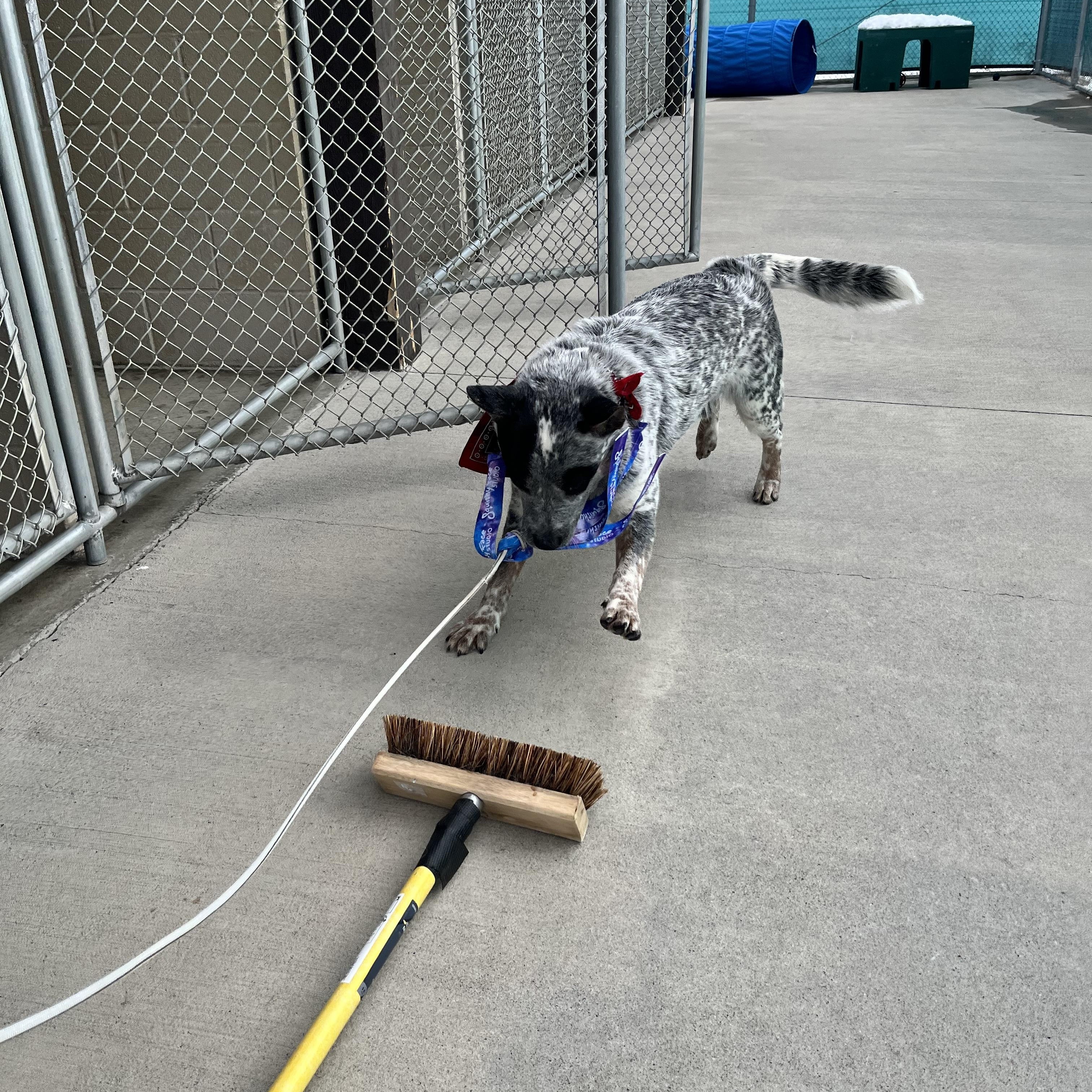 Enlarge Lio, a ADOPTABLE Australian Cattle Dog / Blue Heeler in Steamboat Springs, CO image 3/4