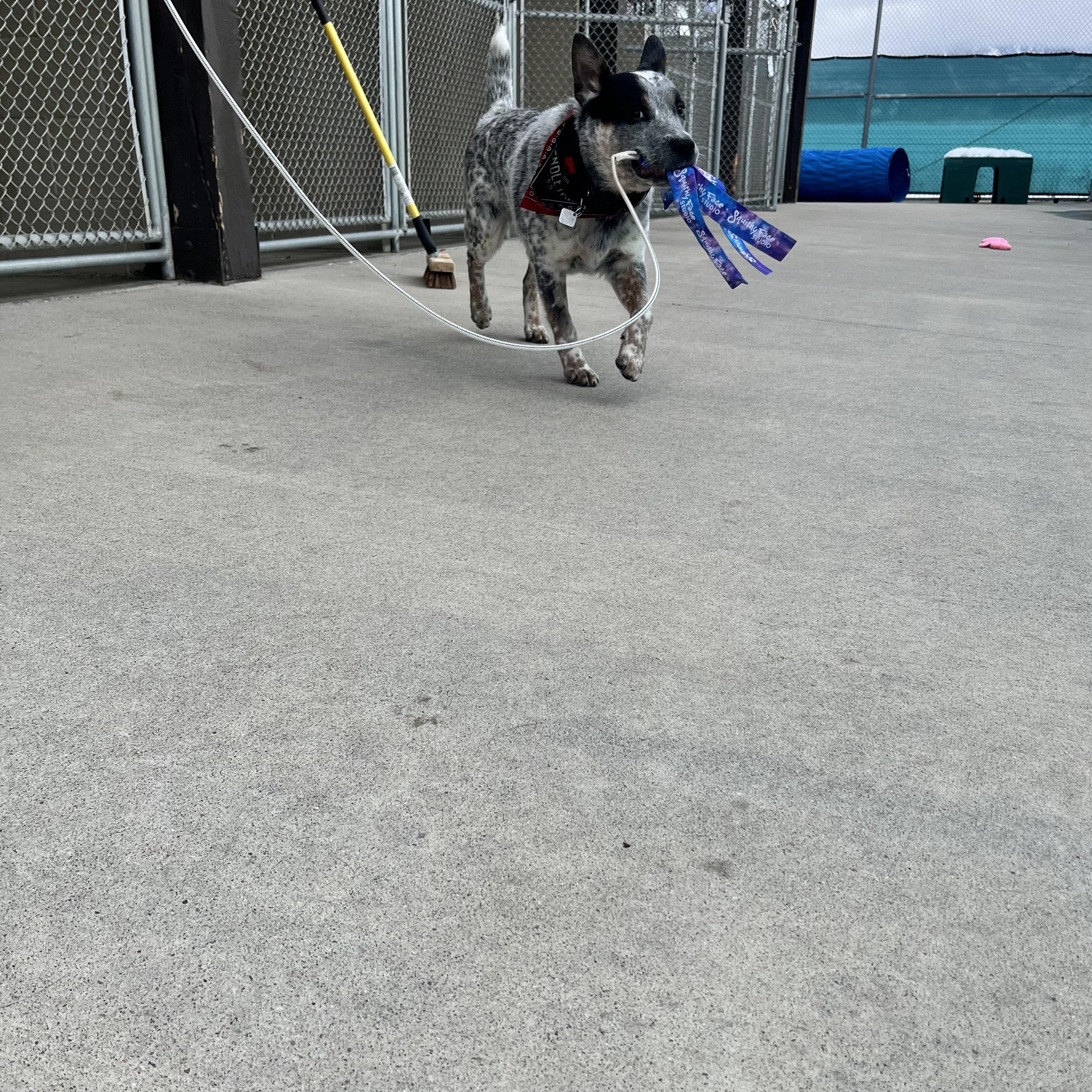 Enlarge Lio, a ADOPTABLE Australian Cattle Dog / Blue Heeler in Steamboat Springs, CO image 4/4