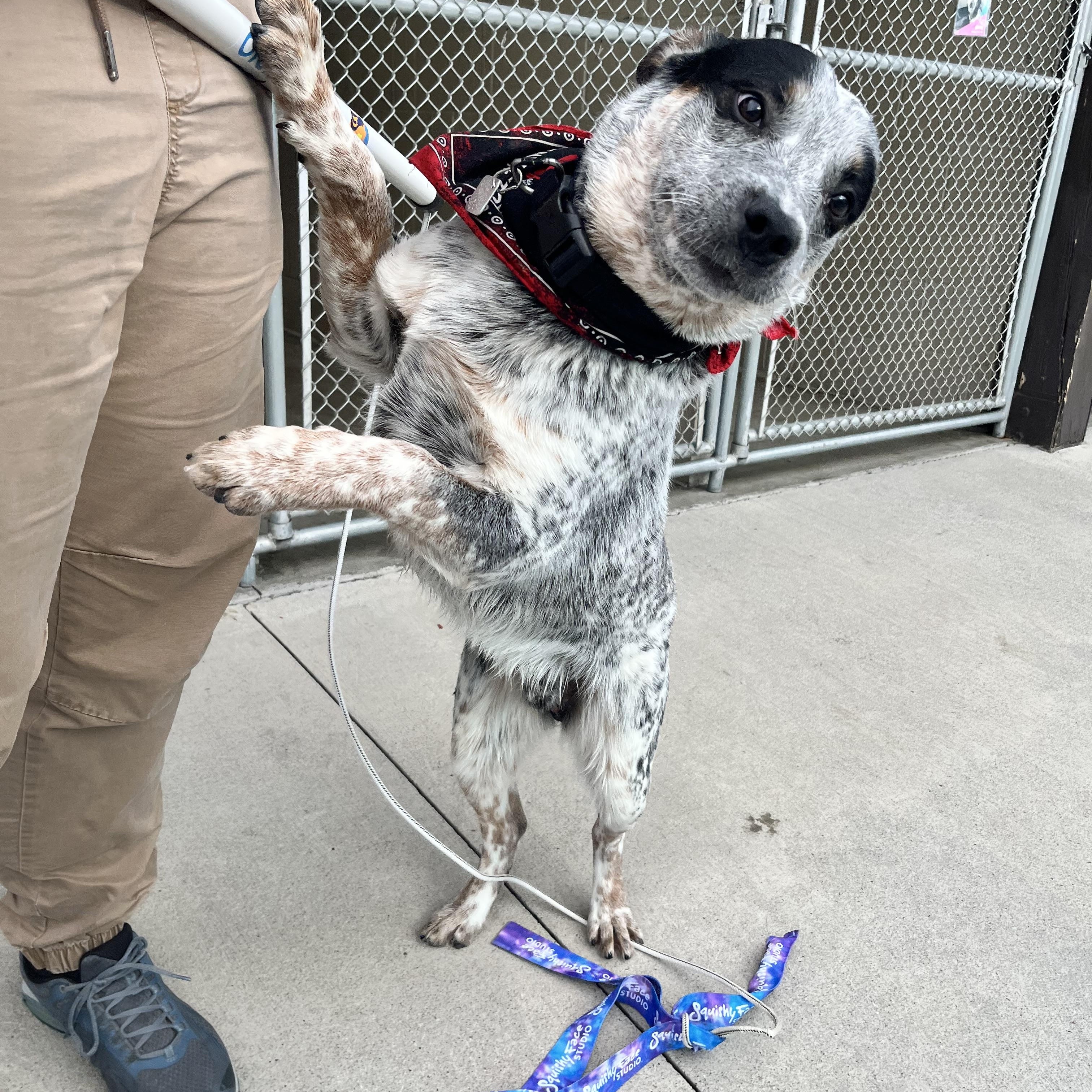 Enlarge Lio, a ADOPTABLE Australian Cattle Dog / Blue Heeler in Steamboat Springs, CO image 2/4