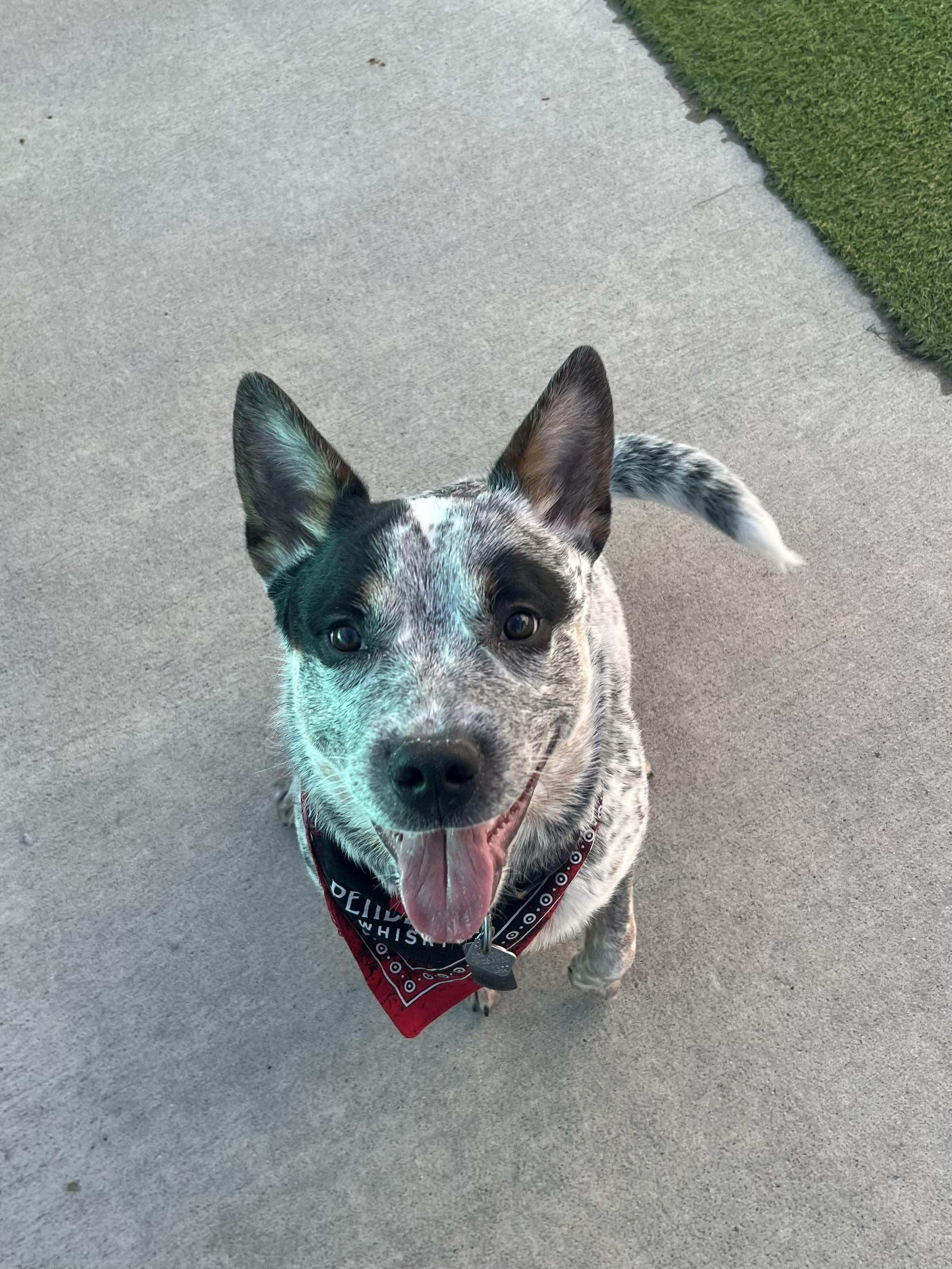 Lio, ADOPTABLE, Young Male Australian Cattle Dog / Blue Heeler.