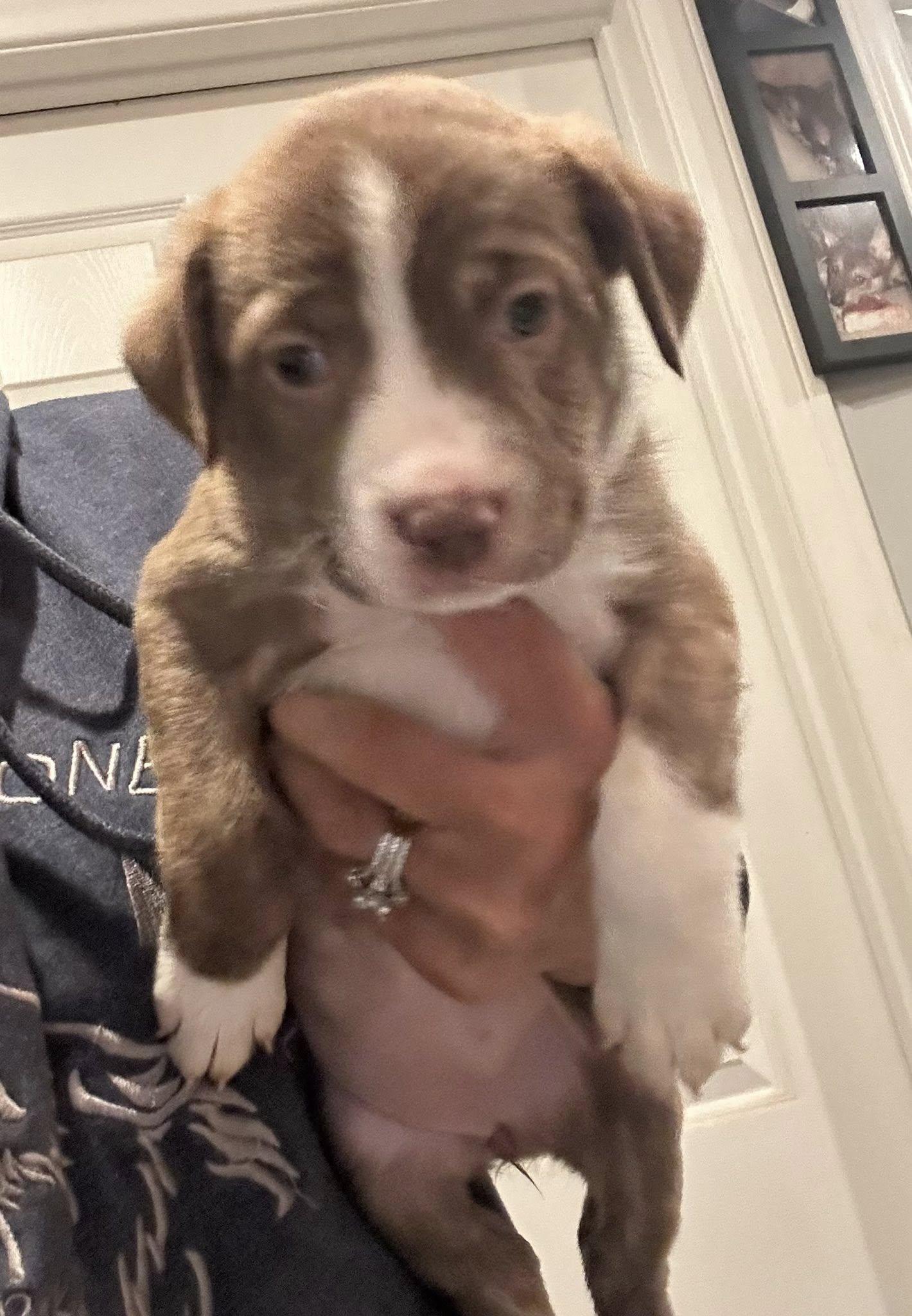 Aussie/Pit puppies-girl