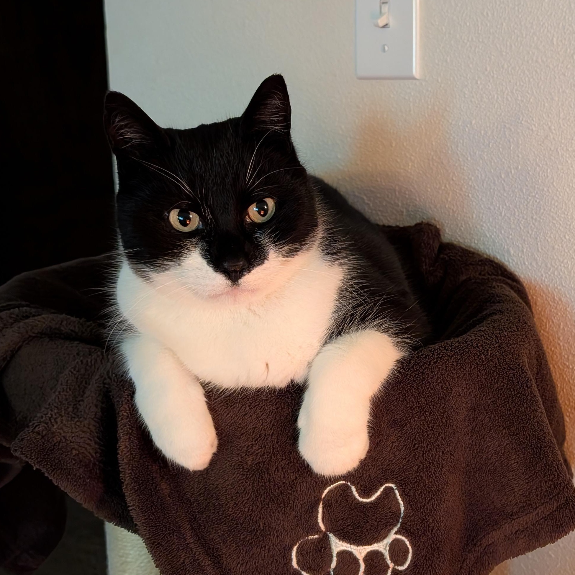 Bodhi, Bodhi Baby or Buddy- Same cat, lots of names for this cuddler!, Adoptable, Adult Male Domestic Short Hair.