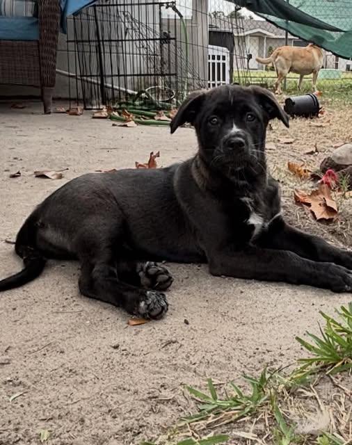 Enlarge Merry, a ADOPTABLE mixed breed in Saint Petersburg, FL image 1/1