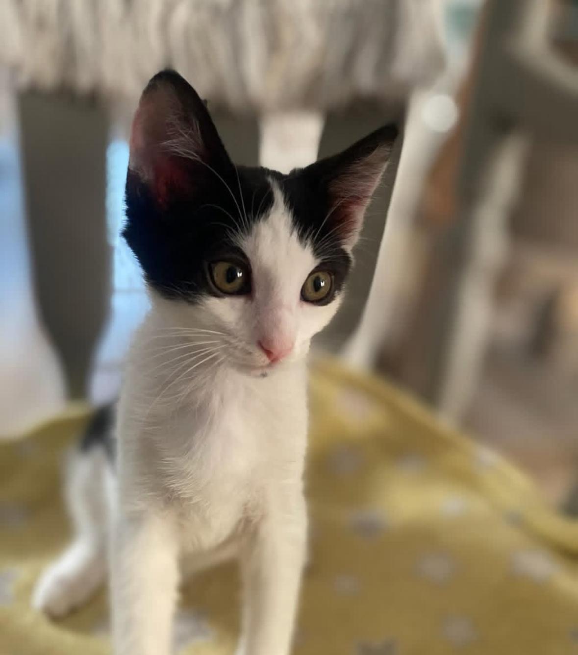 Jersey, Adoptable, Kitten Female Domestic Short Hair.