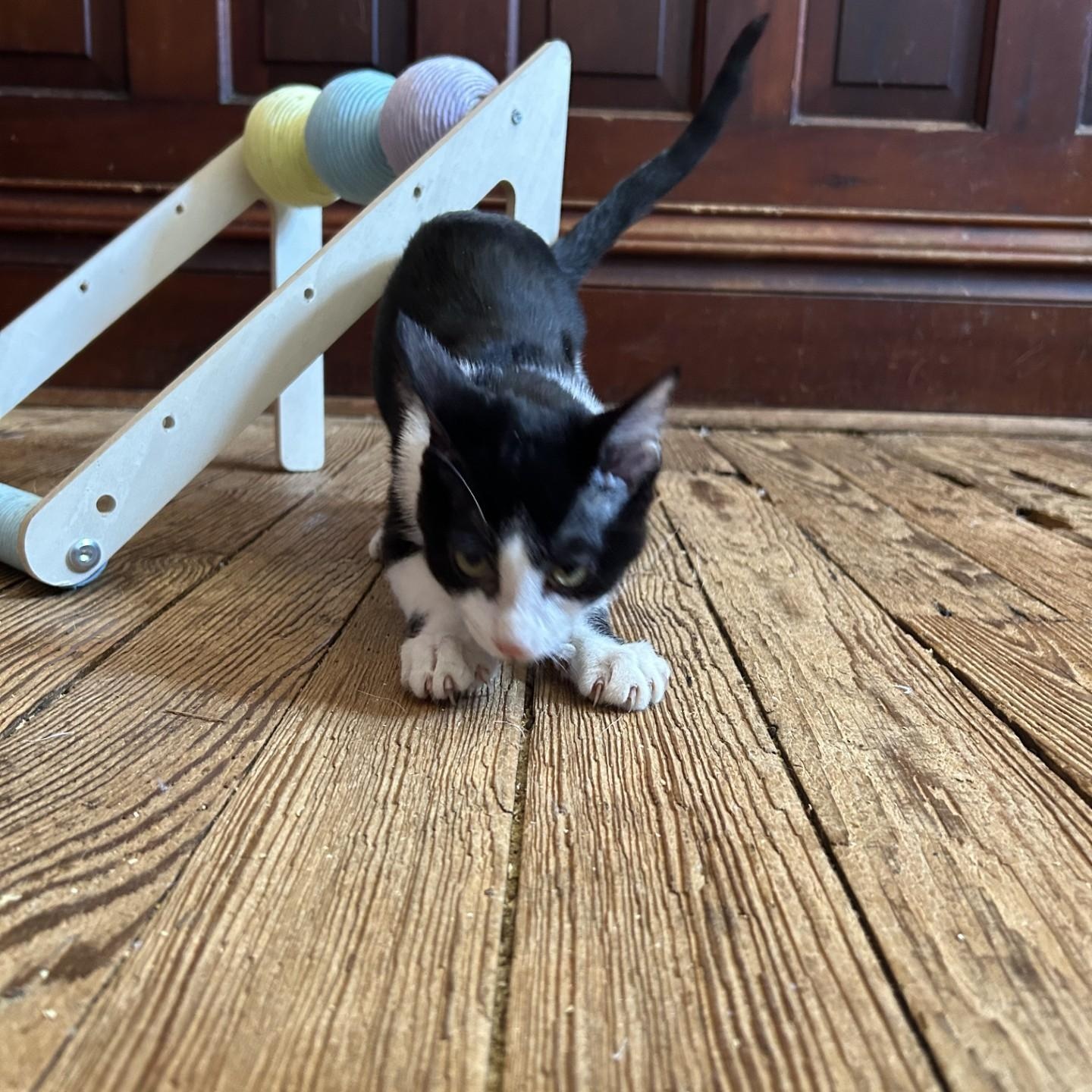 Enlarge Cicada, a Adoptable Domestic Short Hair in Springdale, AR image 2/5