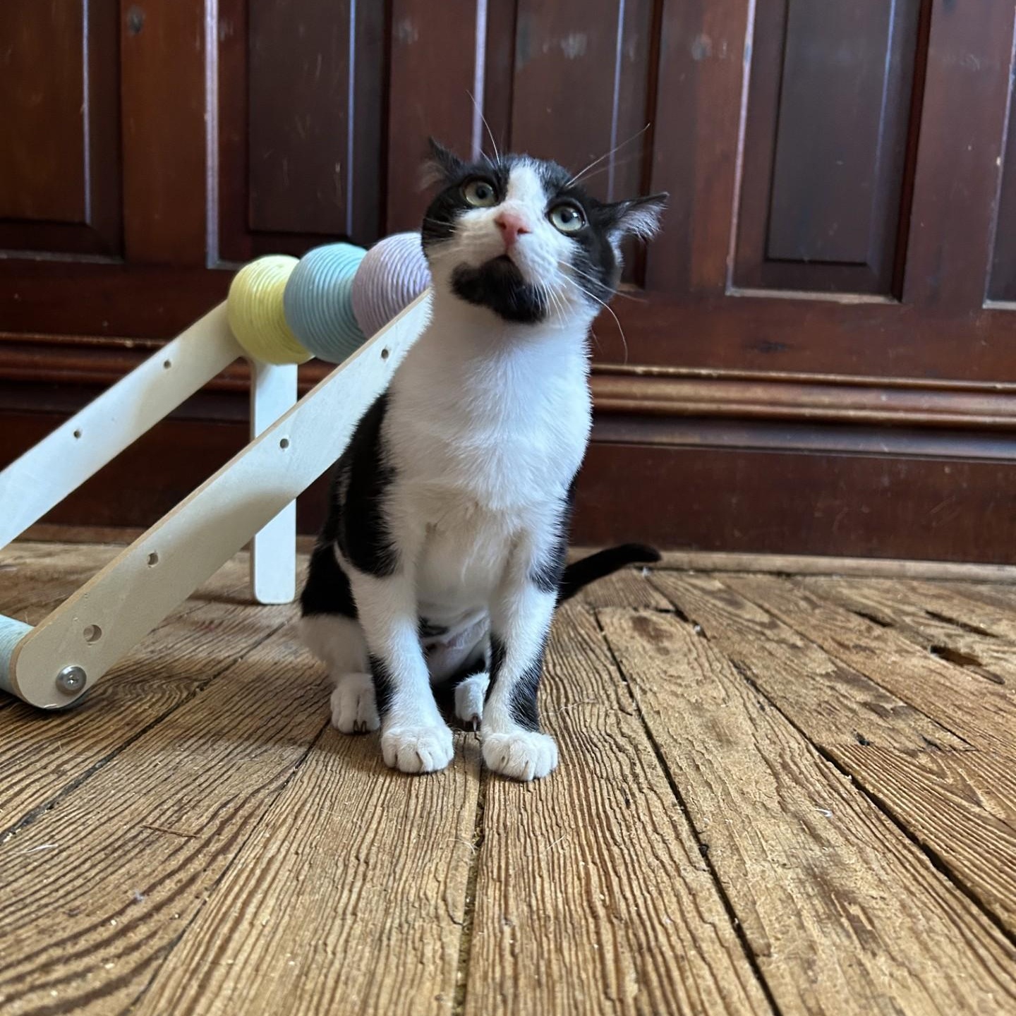 Enlarge Cicada, a Adoptable Domestic Short Hair in Springdale, AR image 4/5