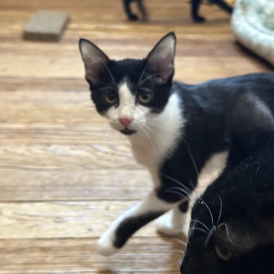 Cicada, Adoptable, Kitten Female Domestic Short Hair.