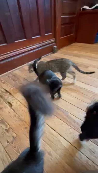 Enlarge Cicada, a Adoptable Domestic Short Hair in Springdale, AR video 5/5