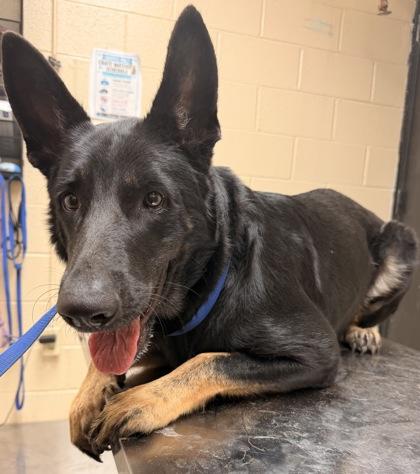 Enlarge Saphire, a Adoptable Shepherd in Harlingen, TX image 1/1