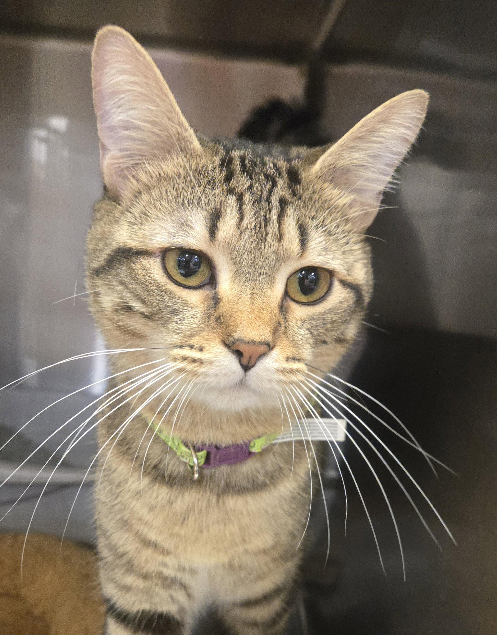 Enlarge Leo 26-055, a Adoptable Domestic Short Hair in Ocean Pines, MD image 1/1