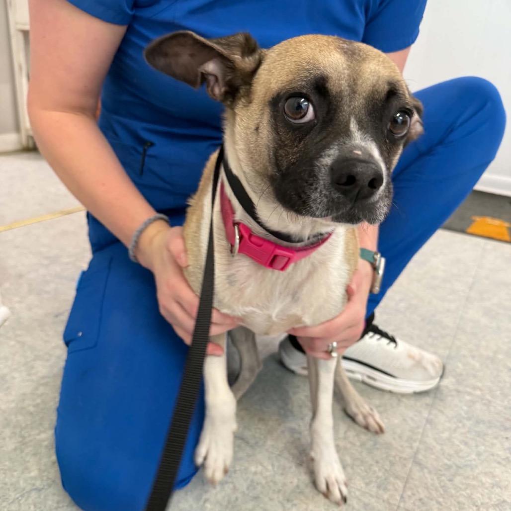 Enlarge Donut, a Adoptable mixed breed in Opelika, AL image 1/3