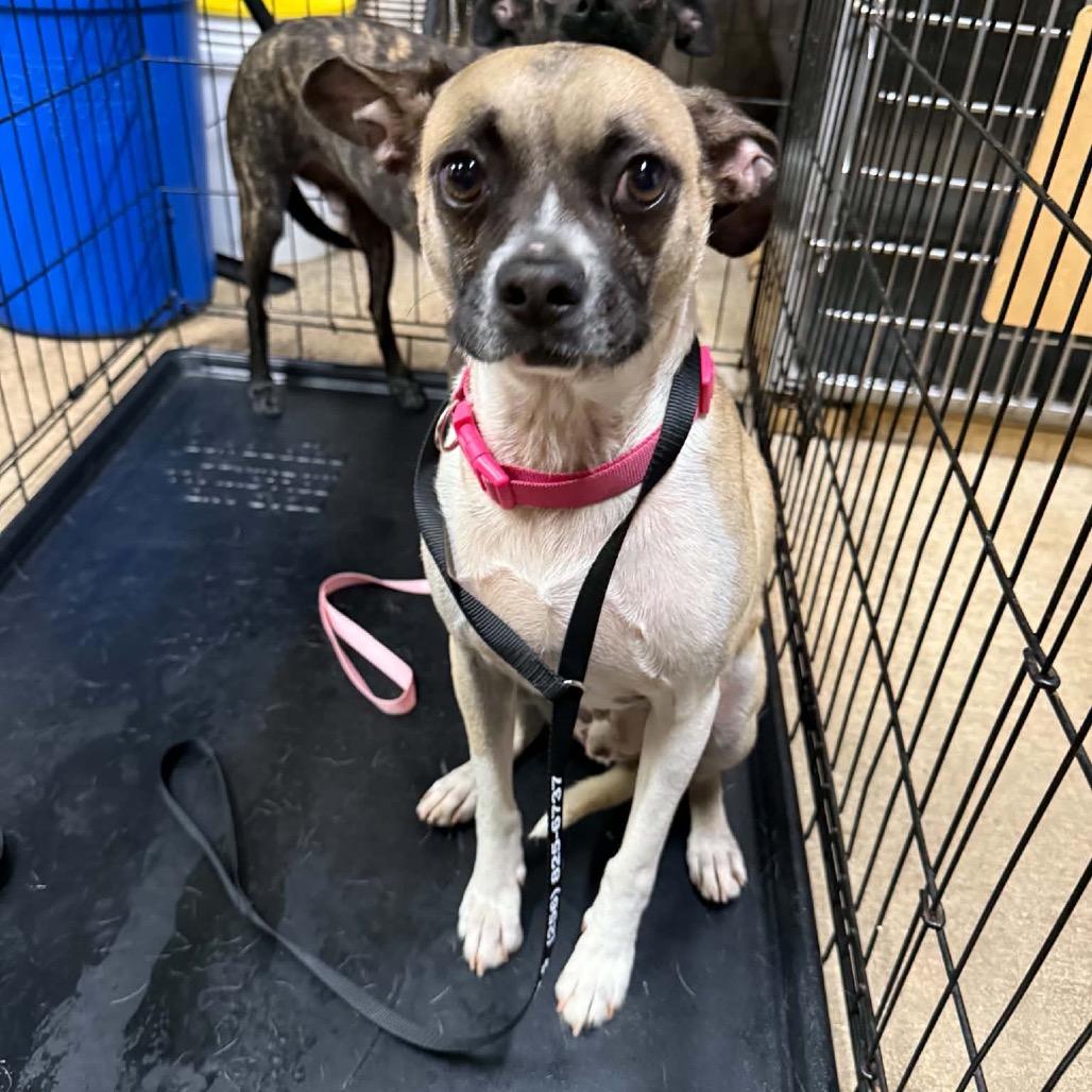 Enlarge Donut, a Adoptable mixed breed in Opelika, AL image 2/3