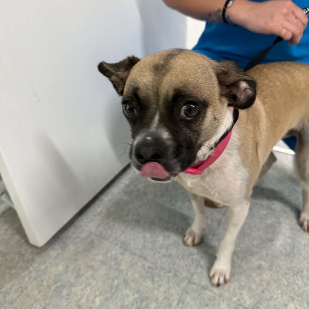 Enlarge Donut, a Adoptable mixed breed in Opelika, AL image 3/3