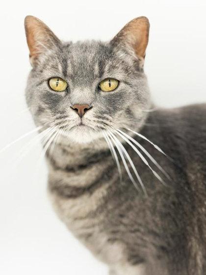 Binx, Adoptable, Young Female Domestic Short Hair & Domestic Short Hair.