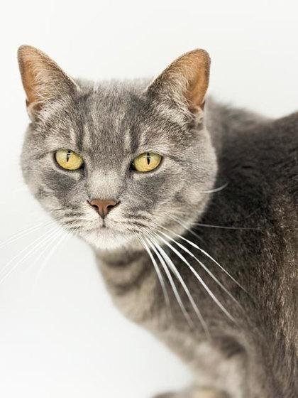 Enlarge Binx, a Adoptable mixed breed in Bowling Green, KY image 2/2