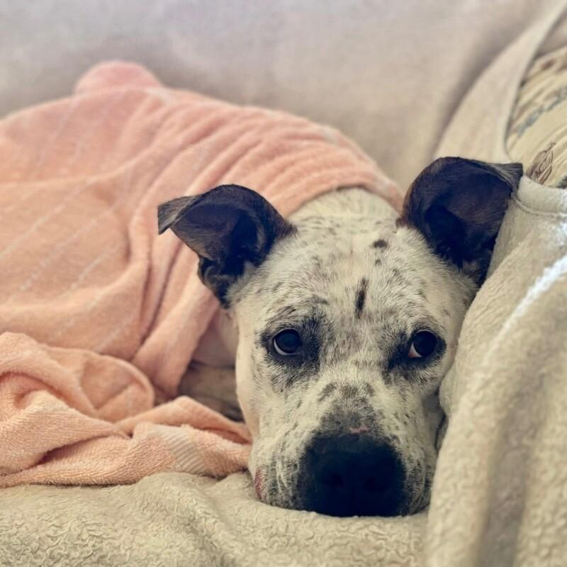 HANK THE HANDSOME, Adoptable, Adult Male Mixed Breed.