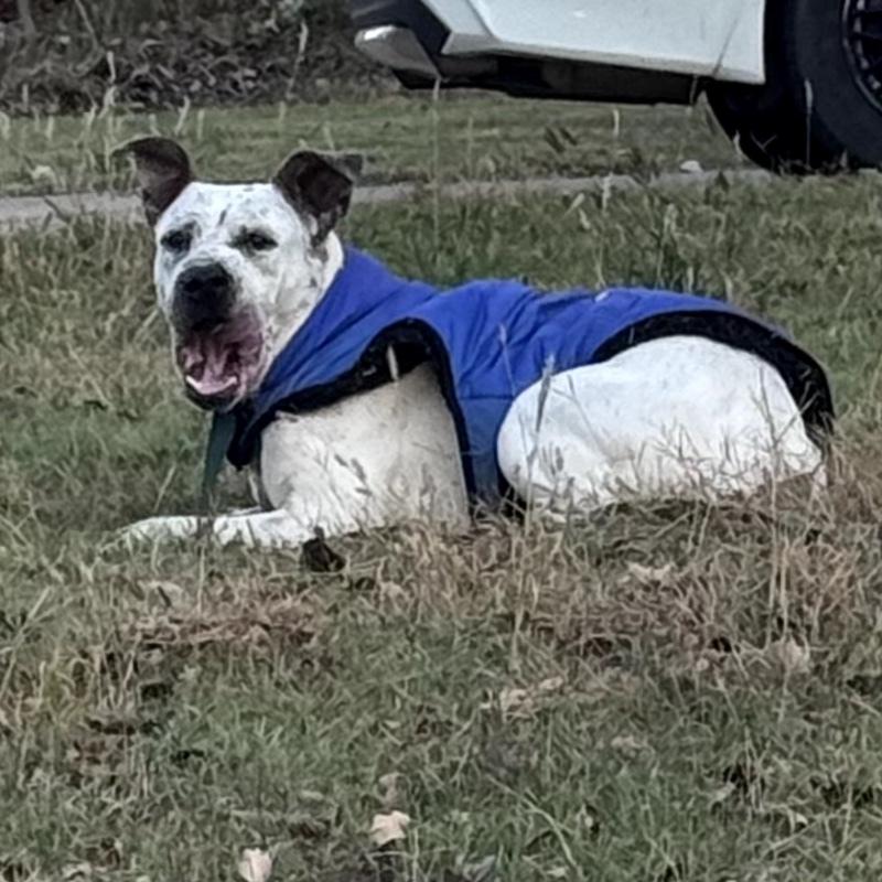 HANK THE HANDSOME, a Adoptable Mixed Breed in lawton, OK image 2/6