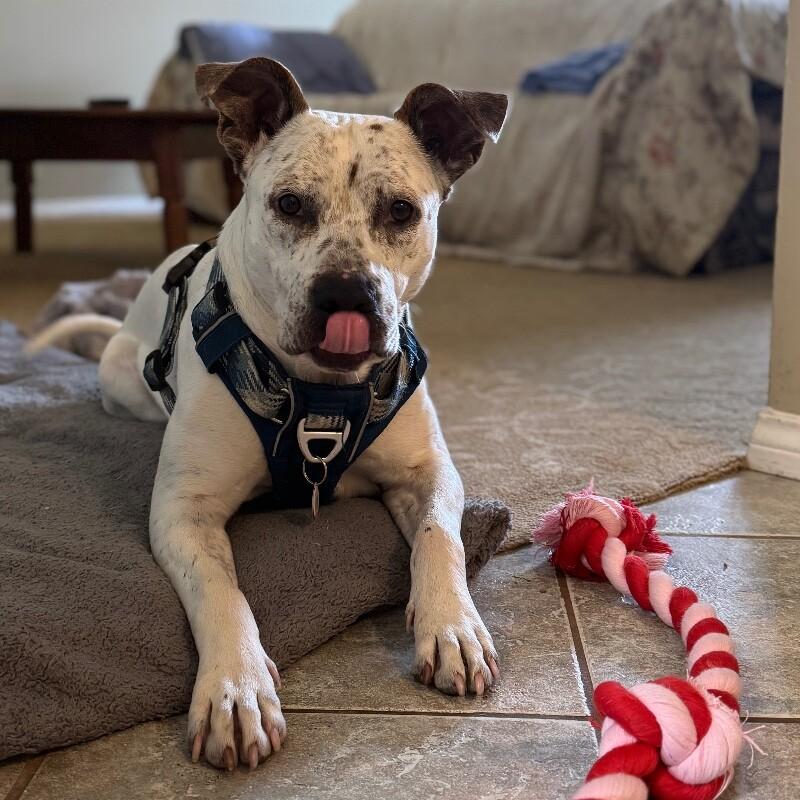 HANK THE HANDSOME, a Adoptable Mixed Breed in lawton, OK image 3/6