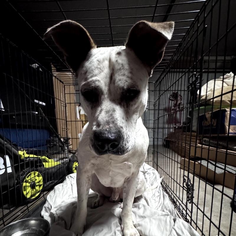 HANK THE HANDSOME, a Adoptable Mixed Breed in lawton, OK image 4/6