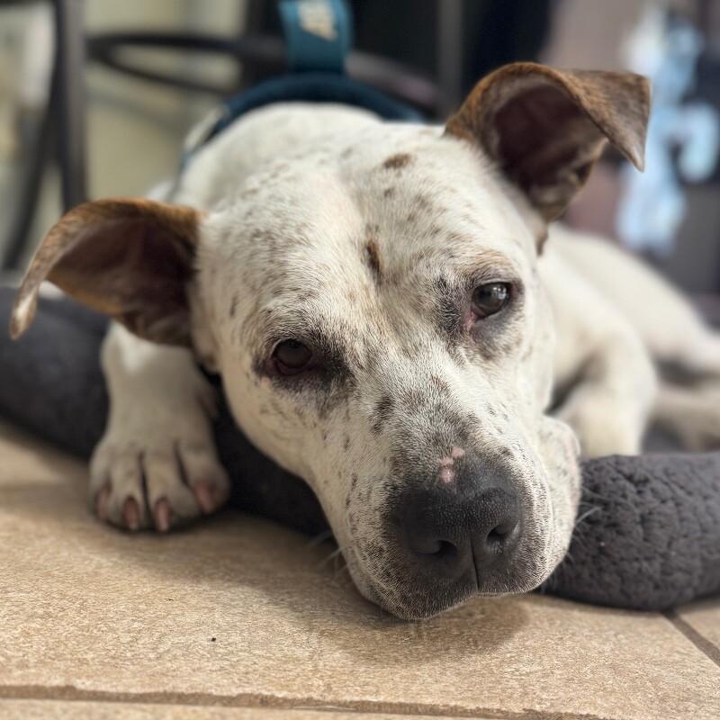 HANK THE HANDSOME, a Adoptable Mixed Breed in lawton, OK image 5/6