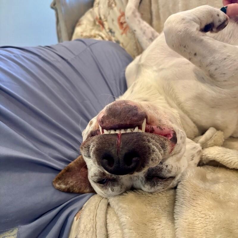 Enlarge HANK THE HANDSOME, a Adoptable Mixed Breed in lawton, OK image 6/6