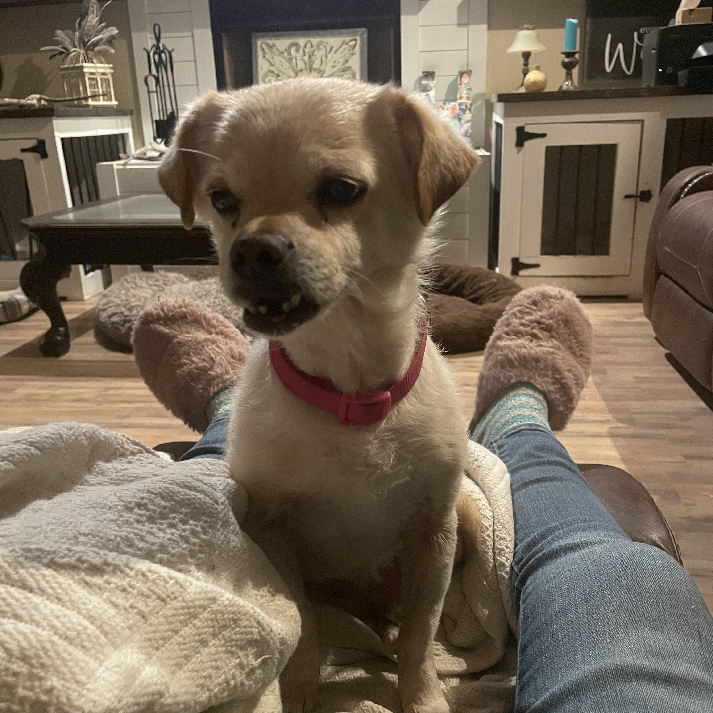 Maizy, a Adoptable Chihuahua in Royse City, TX image 1/3