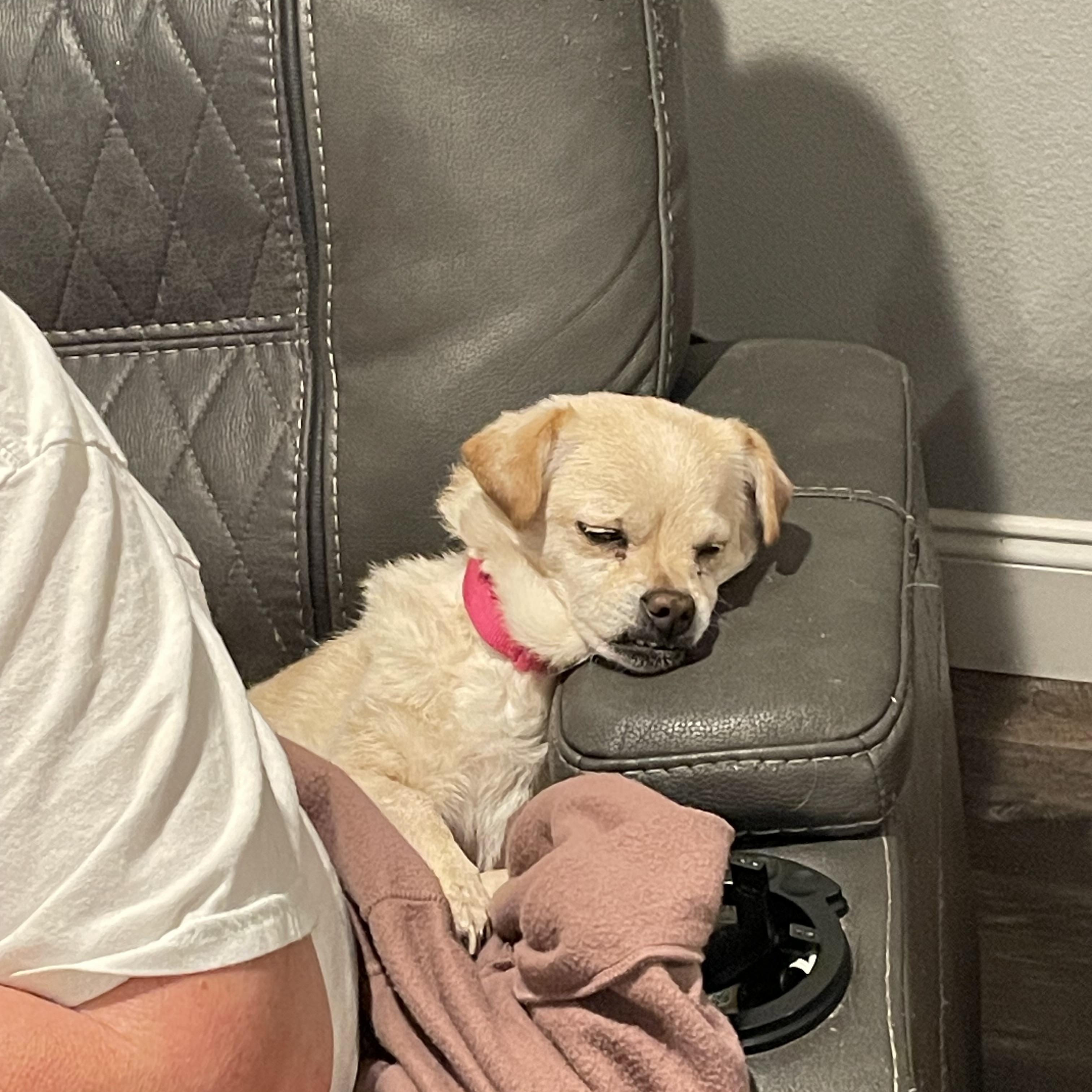 Maizy, a Adoptable Chihuahua in Royse City, TX image 2/3