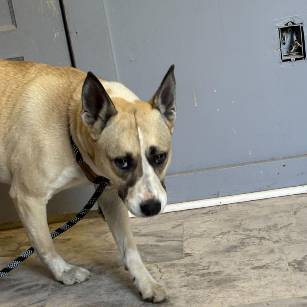 Enlarge Saffron, a Adoptable Mixed Breed in Oak Hill, WV image 1/1