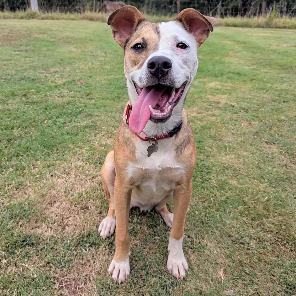 Chanel In Foster, Adoptable, Young Female Labrador Retriever & Mixed Breed.