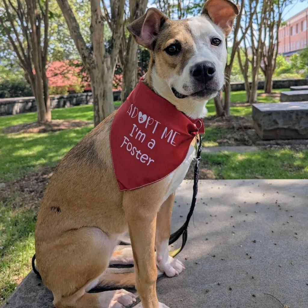 Enlarge Chanel In Foster, a Adoptable mixed breed in Danielsville, GA image 2/5