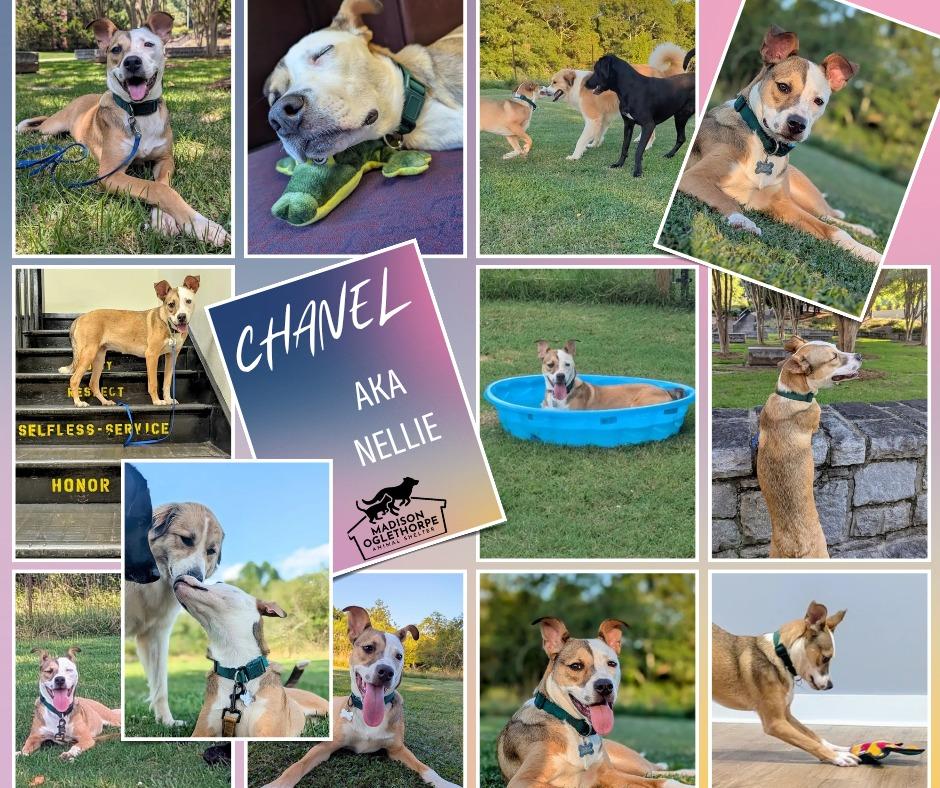 Enlarge Chanel In Foster, a Adoptable mixed breed in Danielsville, GA image 3/5