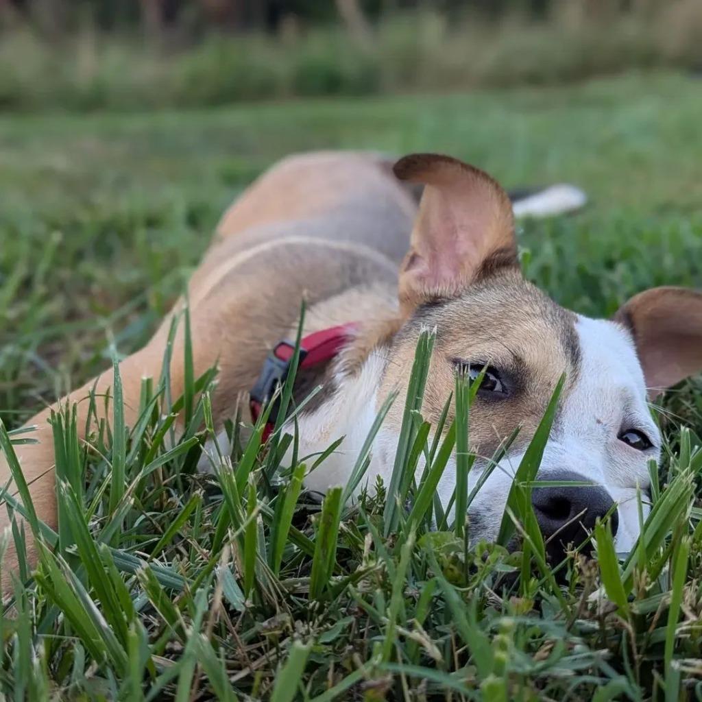 Enlarge Chanel In Foster, a Adoptable mixed breed in Danielsville, GA image 5/5