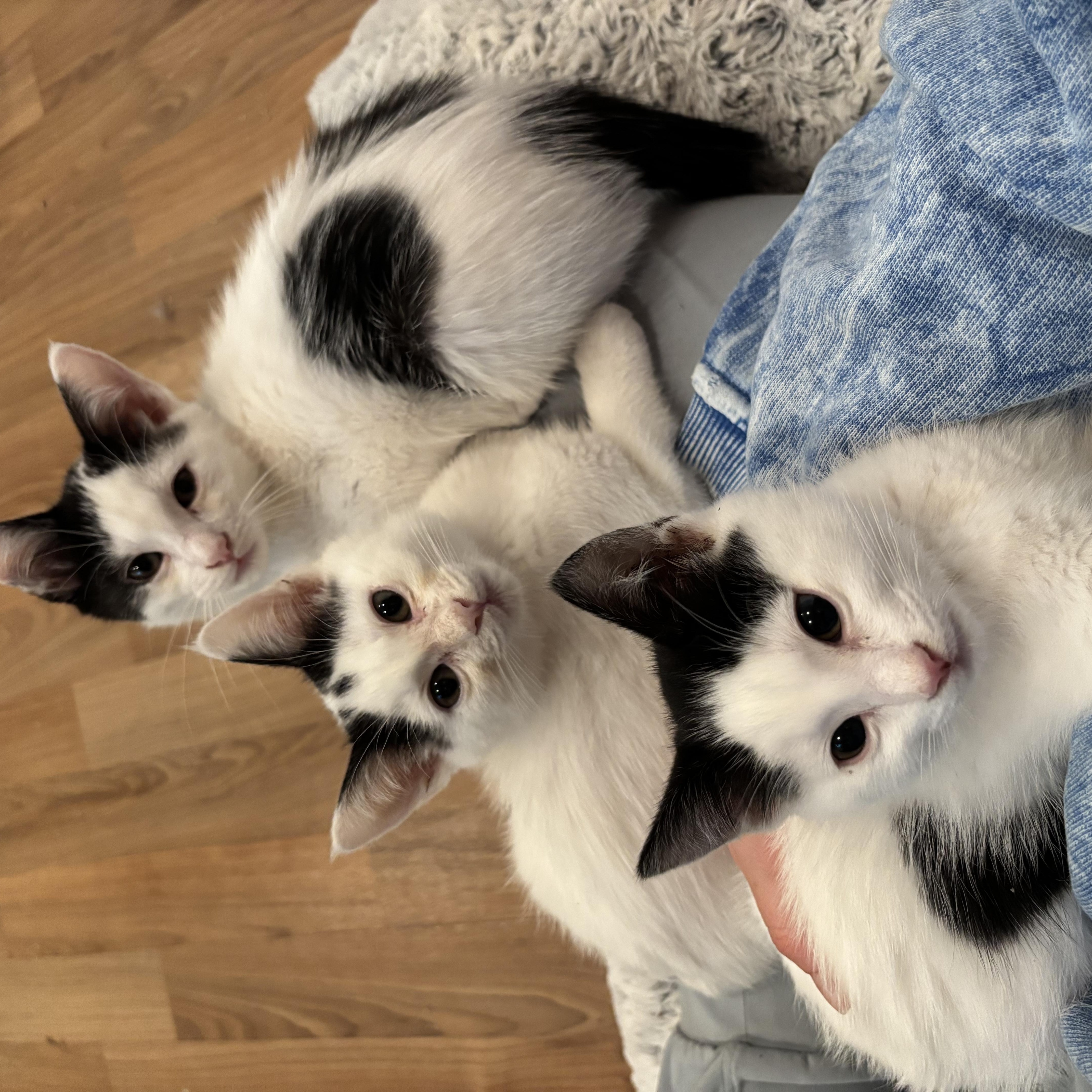 Penguin - AUGUST ADOPTION SPECIAL