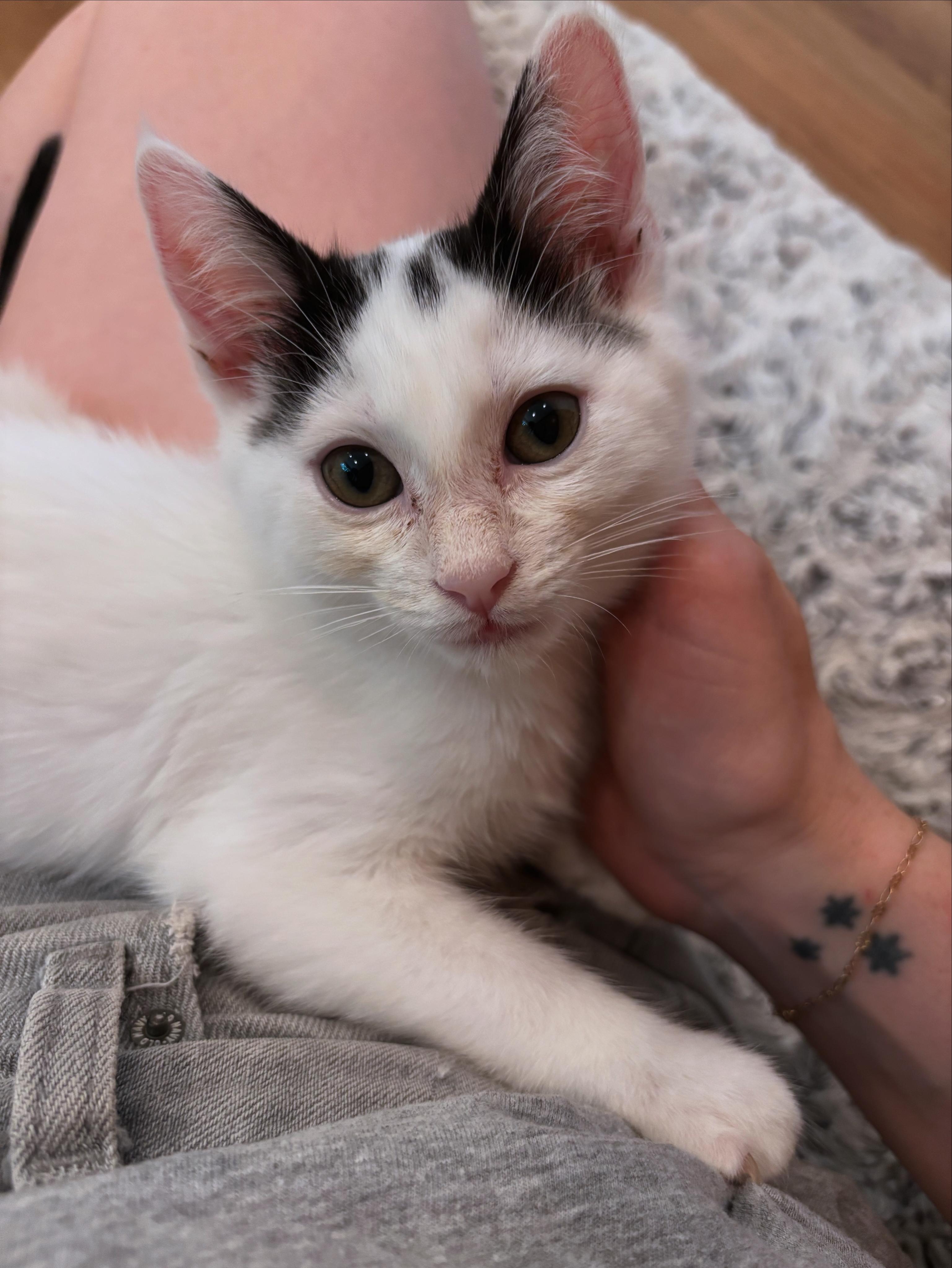Penguin - AUGUST ADOPTION SPECIAL