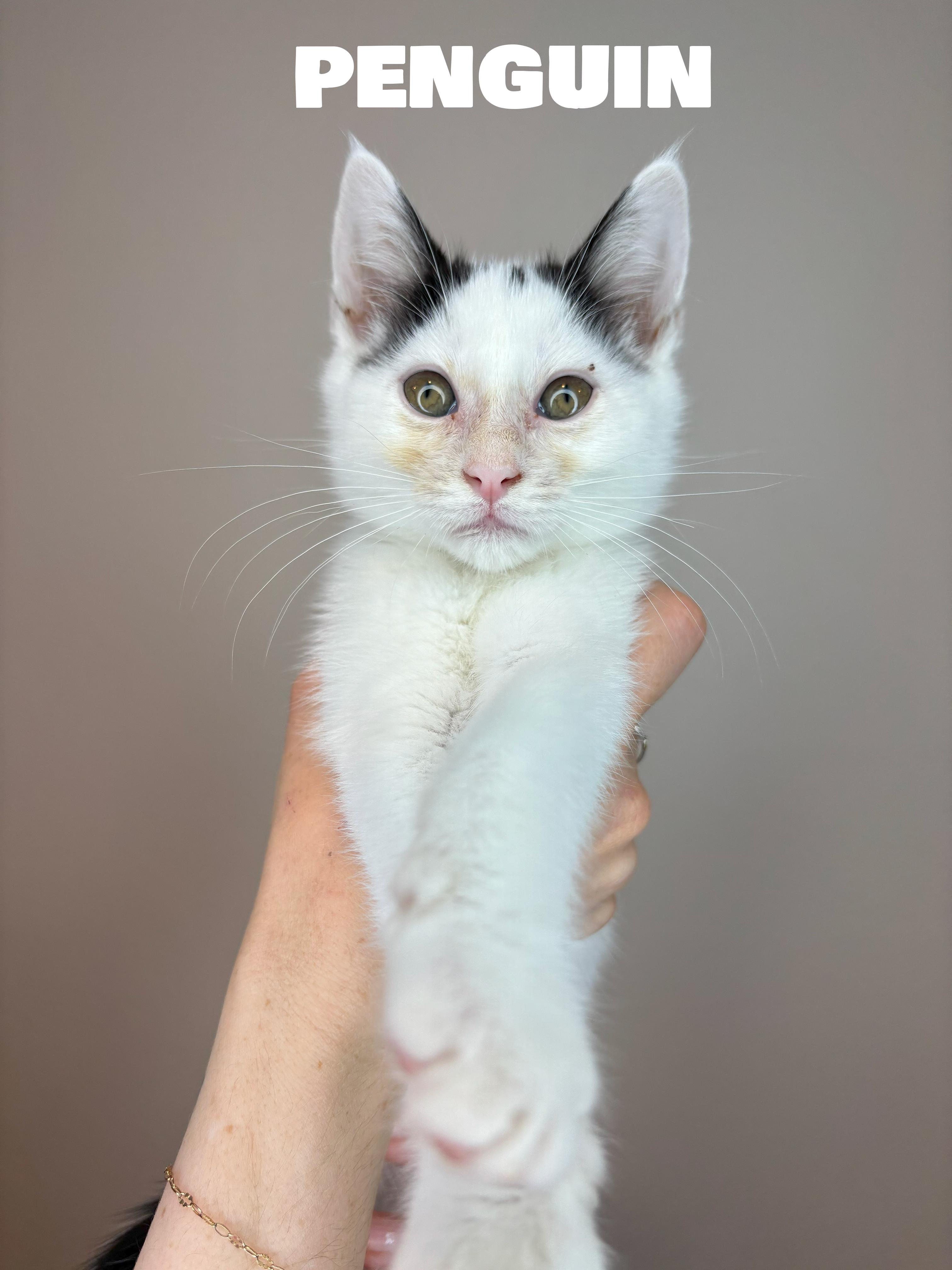 Penguin - AUGUST ADOPTION SPECIAL