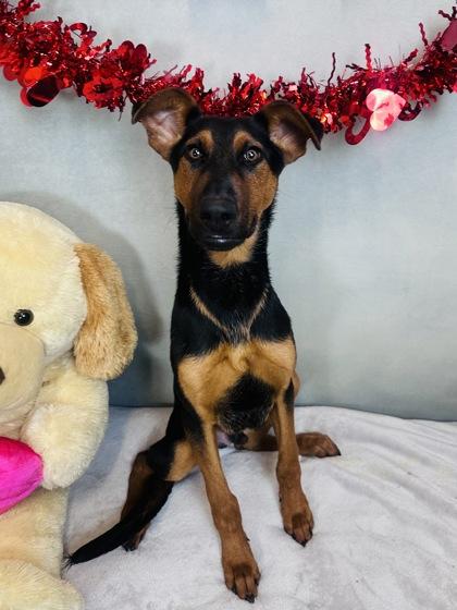 Jackson, Adoptable, Puppy Male German Shepherd Dog & Doberman Pinscher.
