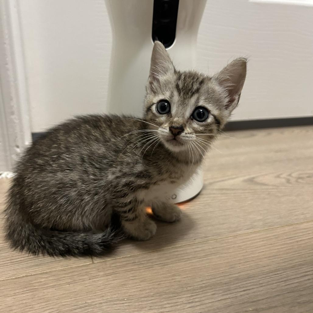 Enlarge Mina, a Adoptable Domestic Short Hair in Colorado Springs, CO image 2/2