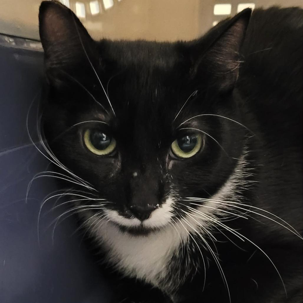 ClaraBow, Adoptable, Young Female Domestic Short Hair.