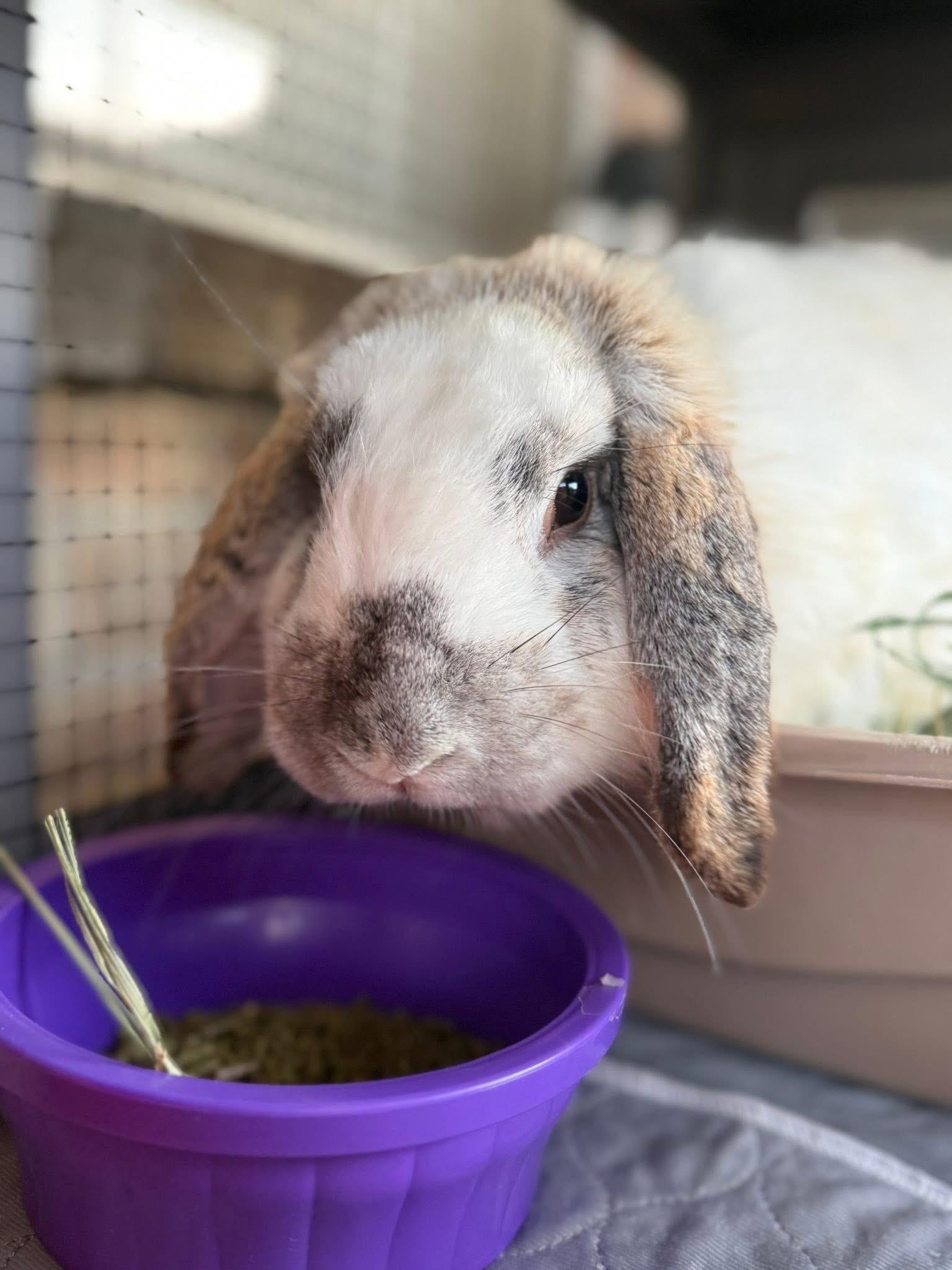Enlarge Biscuit , a ADOPTABLE French Lop in Jefferson, LA image 1/1