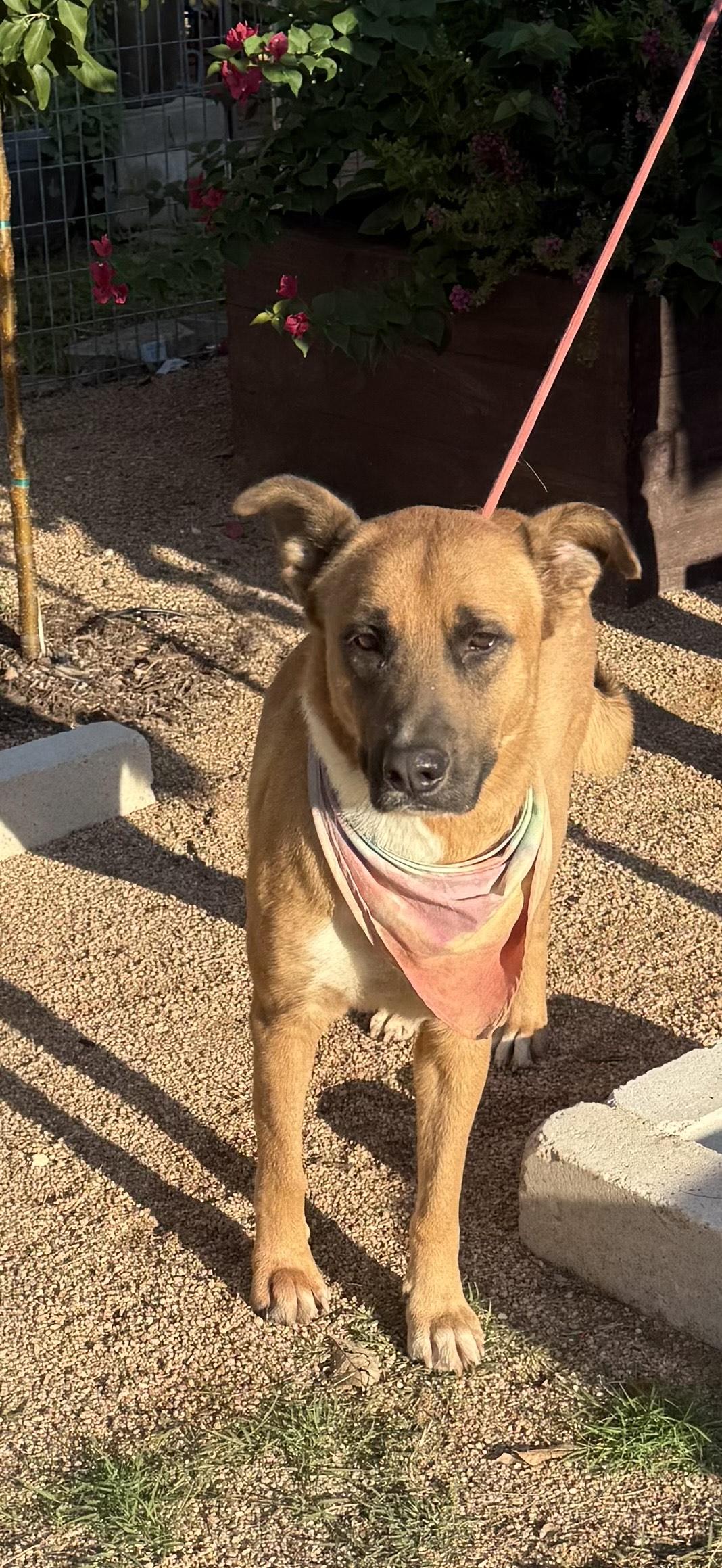 Buddy, a Adoptable mixed breed in San Antonio , TX image 1/4