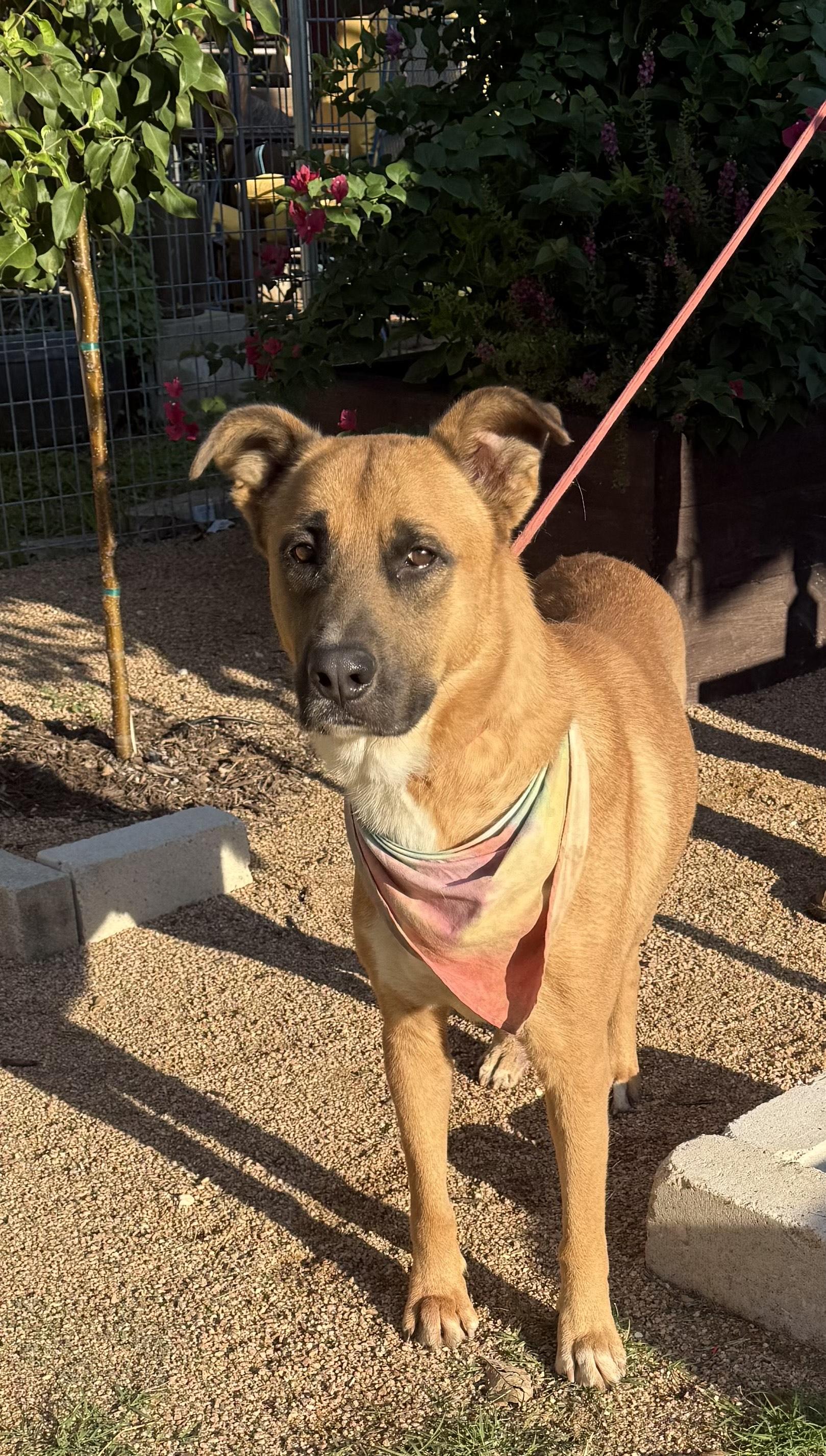 Buddy, a Adoptable mixed breed in San Antonio , TX image 2/4