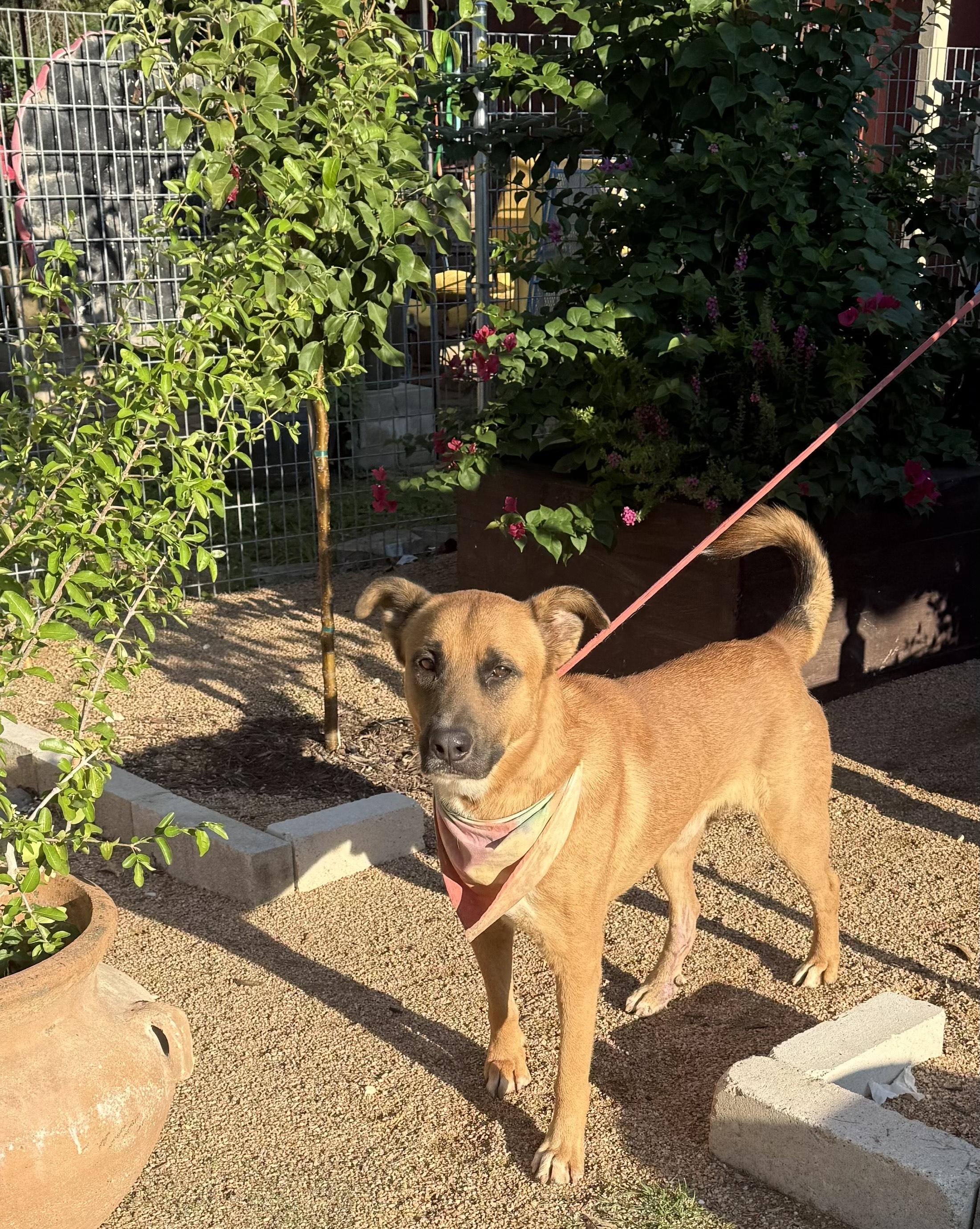 Buddy, a Adoptable mixed breed in San Antonio , TX image 4/4