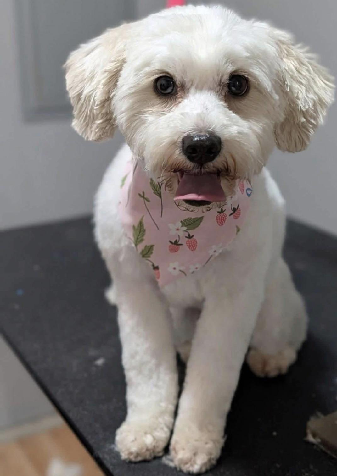 Enlarge Piper, an adopted Maltipoo in Bennington , NE image 6/6